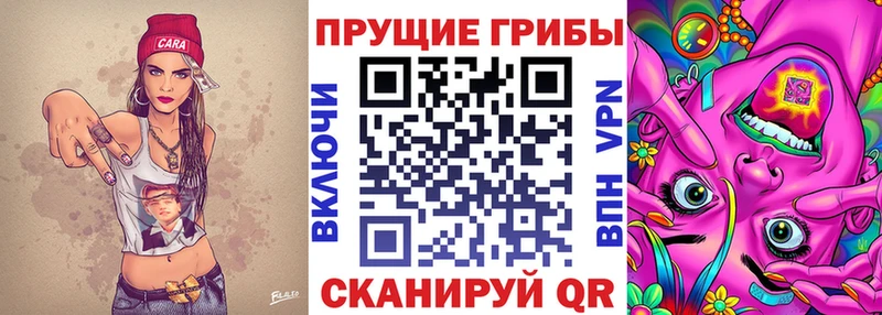 купить наркотик  Луга  Галлюциногенные грибы Psilocybine cubensis 